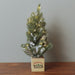 Signature HomeStyles Floral Picks & Stems LED Pine Tree in Wood Box