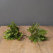 Signature HomeStyles Floral Picks & Stems Mini Fern 2pc Bush Set