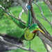Signature HomeStyles Garden Decor- Solar Solar Hummingbird Hanger