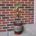 Signature HomeStyles Garden Decor- Solar Solar Lighted Christmas Tree Yard Stake